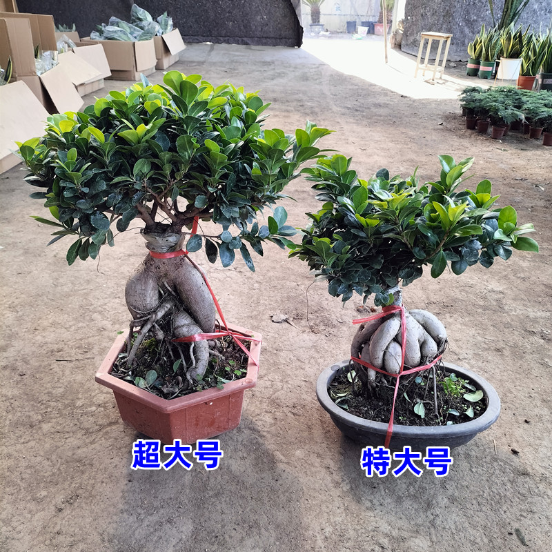 榕树盆景室内绿植净化空气客厅