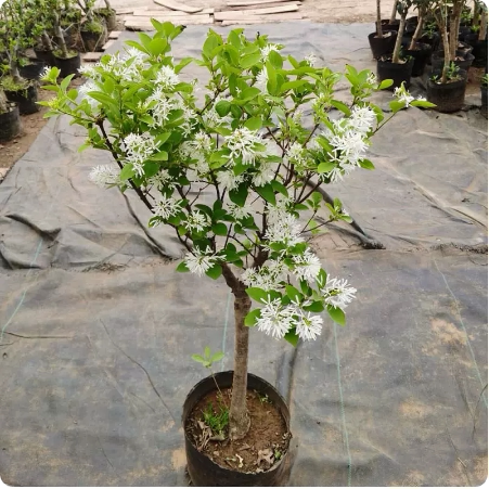 盆栽绿植金边六月雪盆景流苏树桩办公桌微型盆景绿植金边四月雪苗