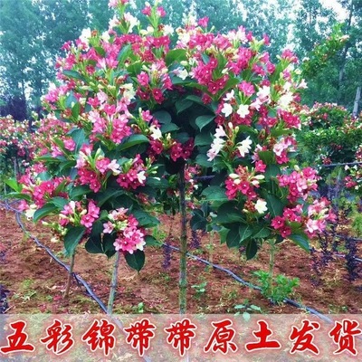 五彩锦带花树苗高杆锦带花苗阳台盆栽花卉庭院耐寒耐旱大型风景树