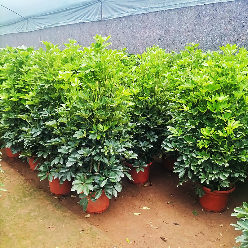 七叶莲鸭掌木客厅室内办公室