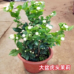 庭院阳台芳香重瓣茉莉花盆栽