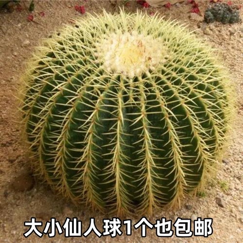 金冠包邮包活耐旱美观