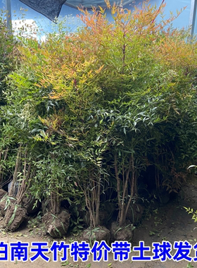 火焰南天竹树苗庭院绿化苗木四季观叶耐寒植物火焰挂果红天竹树苗