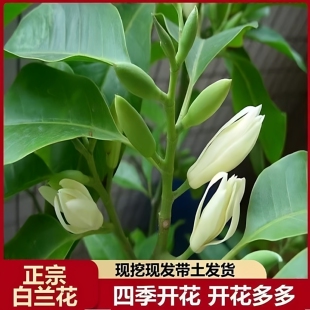 嫁接白兰花苗 白兰花树苗白玉兰黄桷兰黄兰盆栽地栽浓香花卉