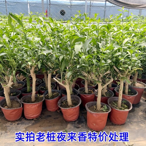 夜来香盆栽树苗庭院阳台喜阳植物