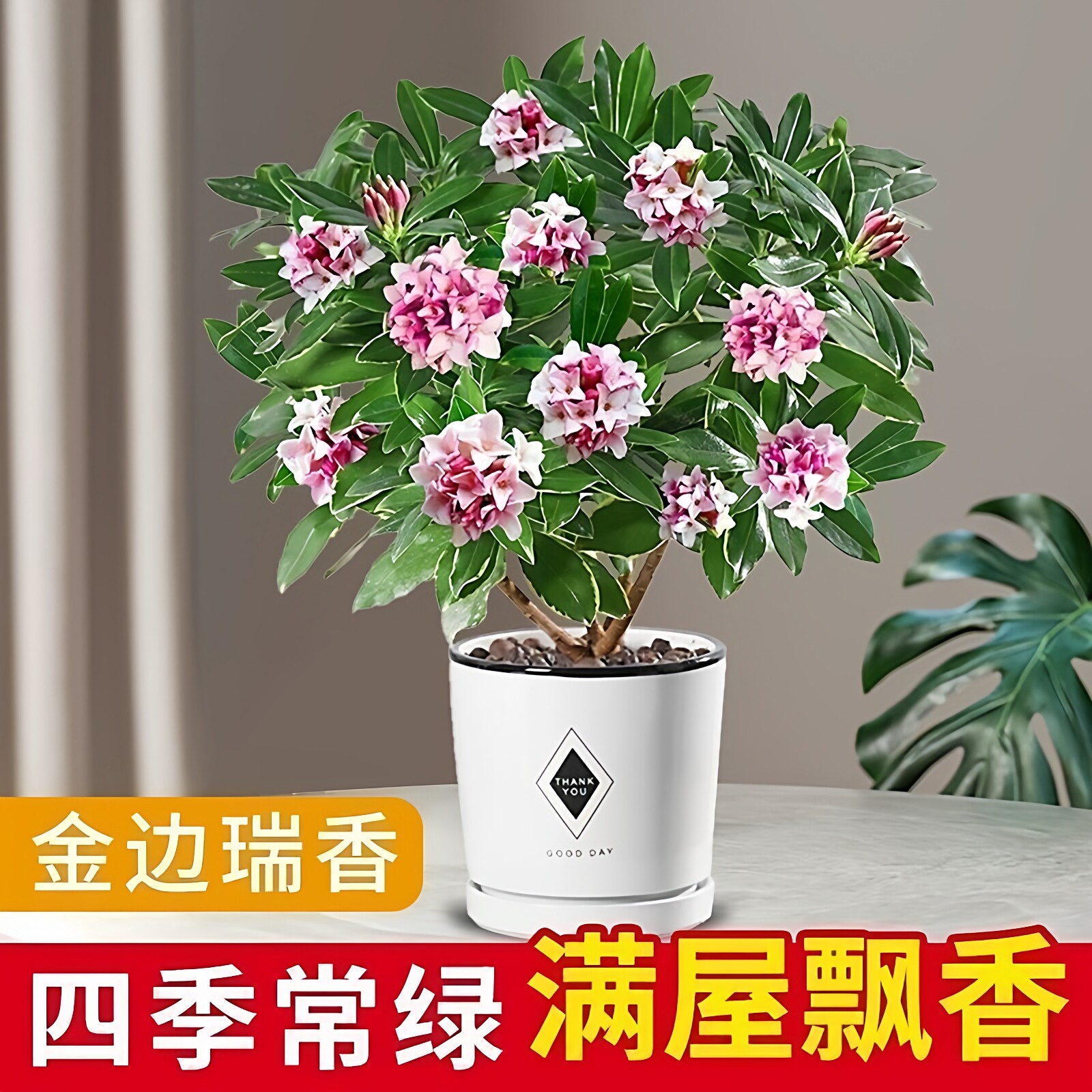 金边瑞香盆栽包邮大苗金边瑞香年宵花卉不带花苞瑞香花苗耐寒植物