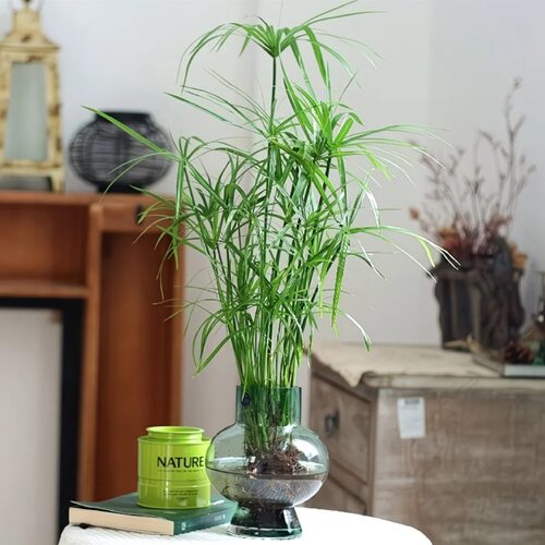 水生水培植物龟水竹盆栽水棕竹鱼缸水池塘造景 旱伞草风车草苗