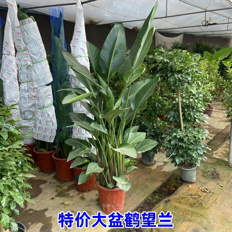 天堂鸟绿植客厅好养大型盆栽