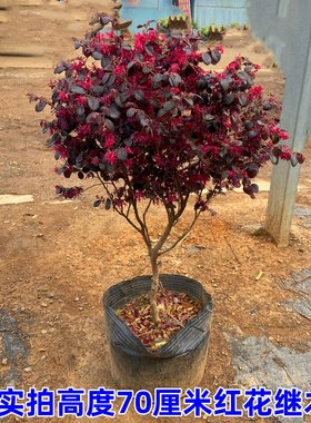 庭院别墅红花继木冬天不落叶