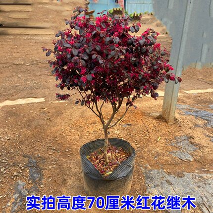 庭院别墅红花继木红花继木盆栽地栽室外耐寒彩色苗木冬天不落叶