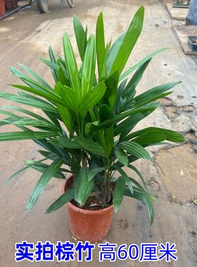 棕竹盆栽山棕室内植大型绿植花卉盆栽观叶植物四季常青净化空气