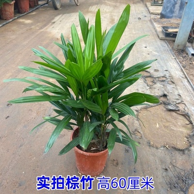 棕竹盆栽山棕室内植大型绿植花卉盆栽观叶植物四季常青净化空气