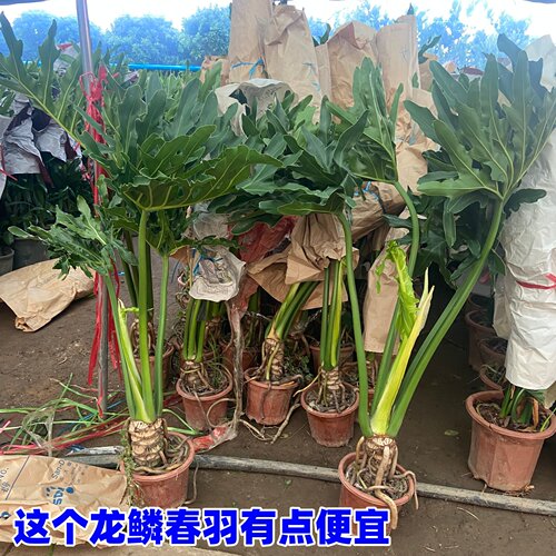 室内大型植物春羽盆栽甲醛净化