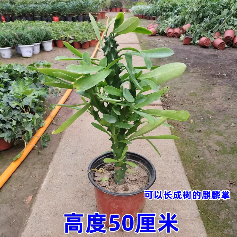 多肉植物玉麒麟麒麟掌盆栽