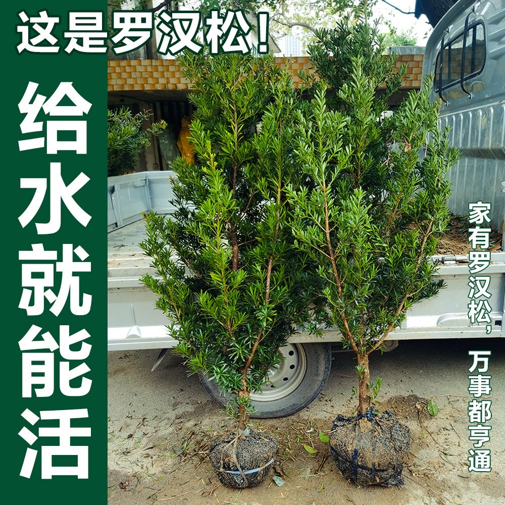 罗汉松造型盆景特价出售