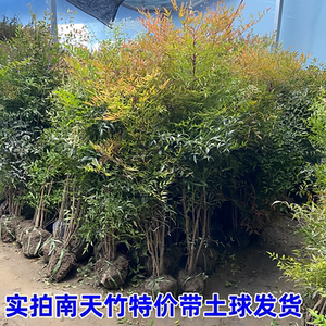 耐寒变色植物好养好活