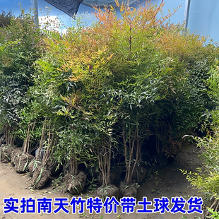 火焰南天竹树苗庭院绿化苗木四季观叶耐寒植物火焰挂果红天竹树苗
