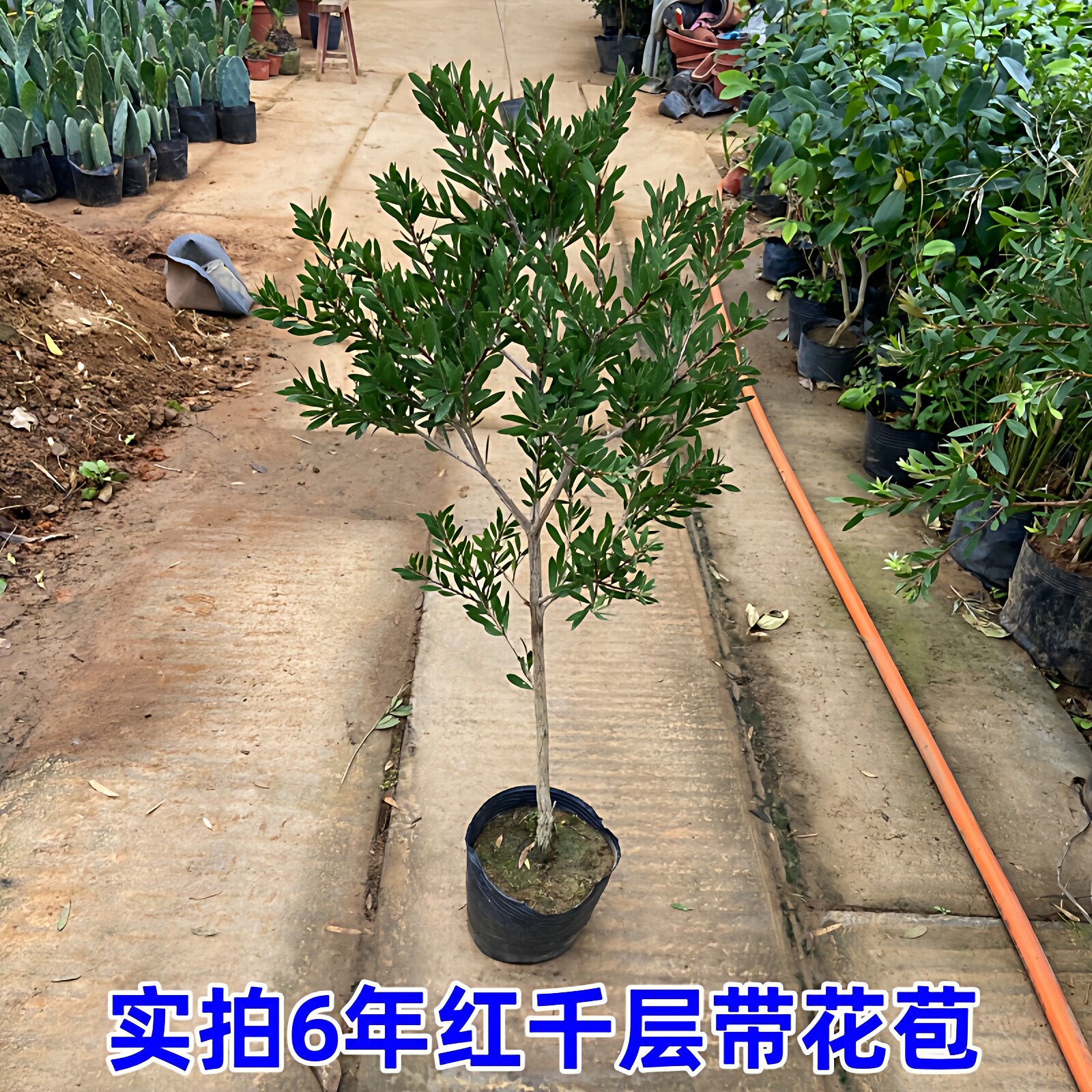 网红红千层树苗庭院植物门前风景树别墅园林绿化苗木耐冻耐寒绿植