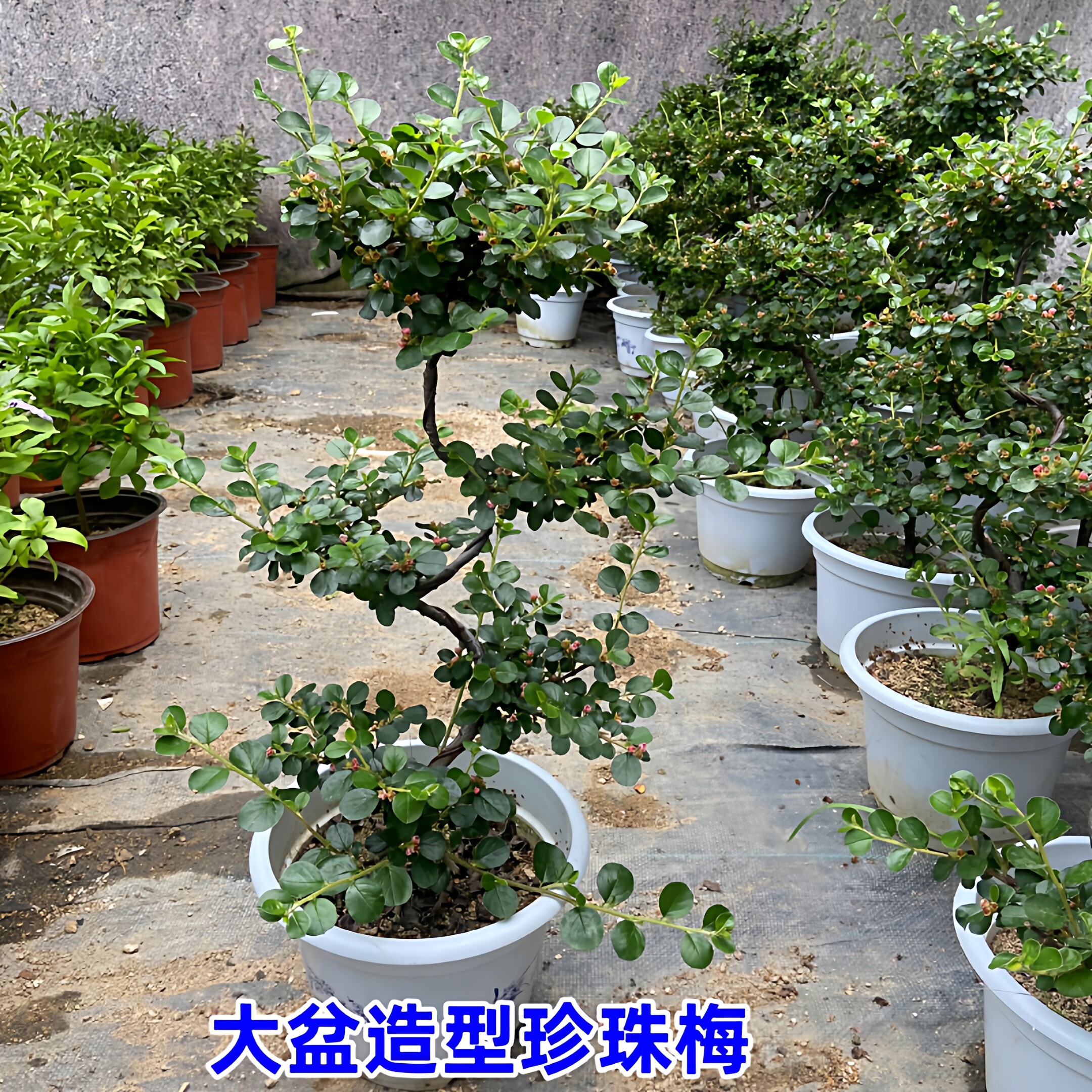珍珠梅盆栽带花苞珍珠梅树苗