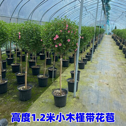 棒棒糖小木槿喜阳喜水植物