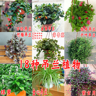 常春藤吊兰室内盆栽办公室绿植花卉常青藤除甲醛净化空气垂吊植物