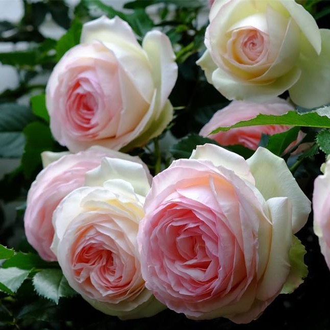 爬藤龙沙宝石庭院蔷薇月季花苗