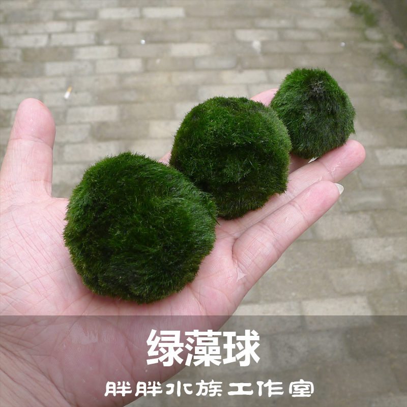 进口绿藻球虾缸迷你型大号绿毛球鱼缸前景草活体水草藻类植物