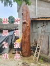 金丝楠木拍前请咨询 直接下单无效 我们是雅安金丝楠木原产地