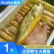 正宗舟山野生大黄鱼新鲜鲜活海鲜水产东海海捕海钓大黄花鱼深海鱼