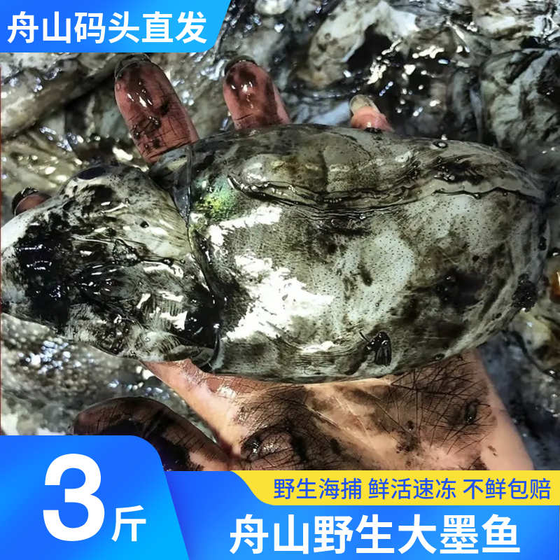 舟山墨鱼海鲜野生墨斗鱼乌贼章鱼八爪大目鱼鲜活冷冻水产新鲜包邮