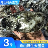 舟山墨鱼海鲜野生墨斗鱼乌贼章鱼八爪大目鱼鲜活冷冻水产新鲜 包邮