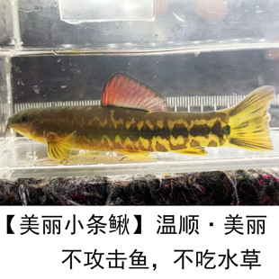 美丽小条鳅冷水清道夫清洁鱼吃垃圾耐养好养溪流鱼