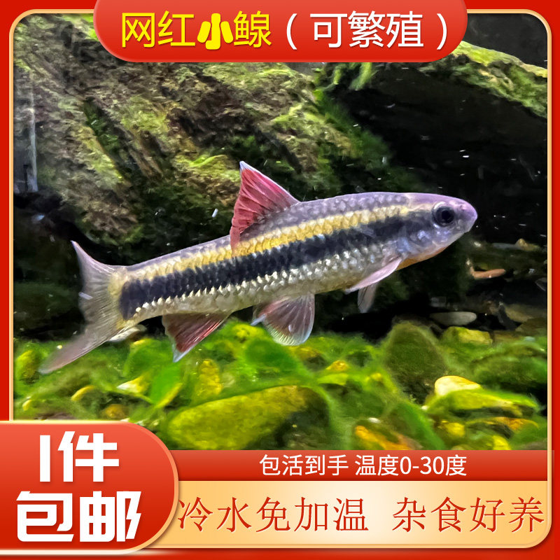 小鳈鱼荷叶鱼小鰁小泉鱼活体冷水观赏原生鱼小型工具鱼吃鱼粪垃圾