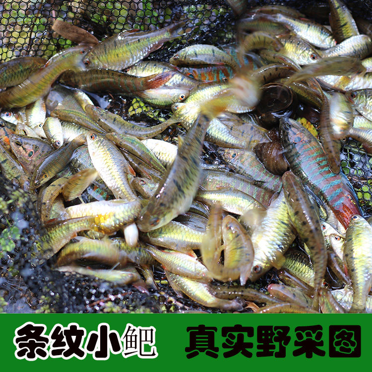 条纹小鲃小肥小巴鱼原生淡水冷水鱼活体观赏鱼小型鱼耐养免加温