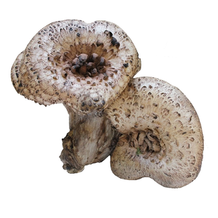 拾蘑菇 云南新鲜野生黑虎掌菌 老鹰菌 獐子菌 云南特产包邮500g