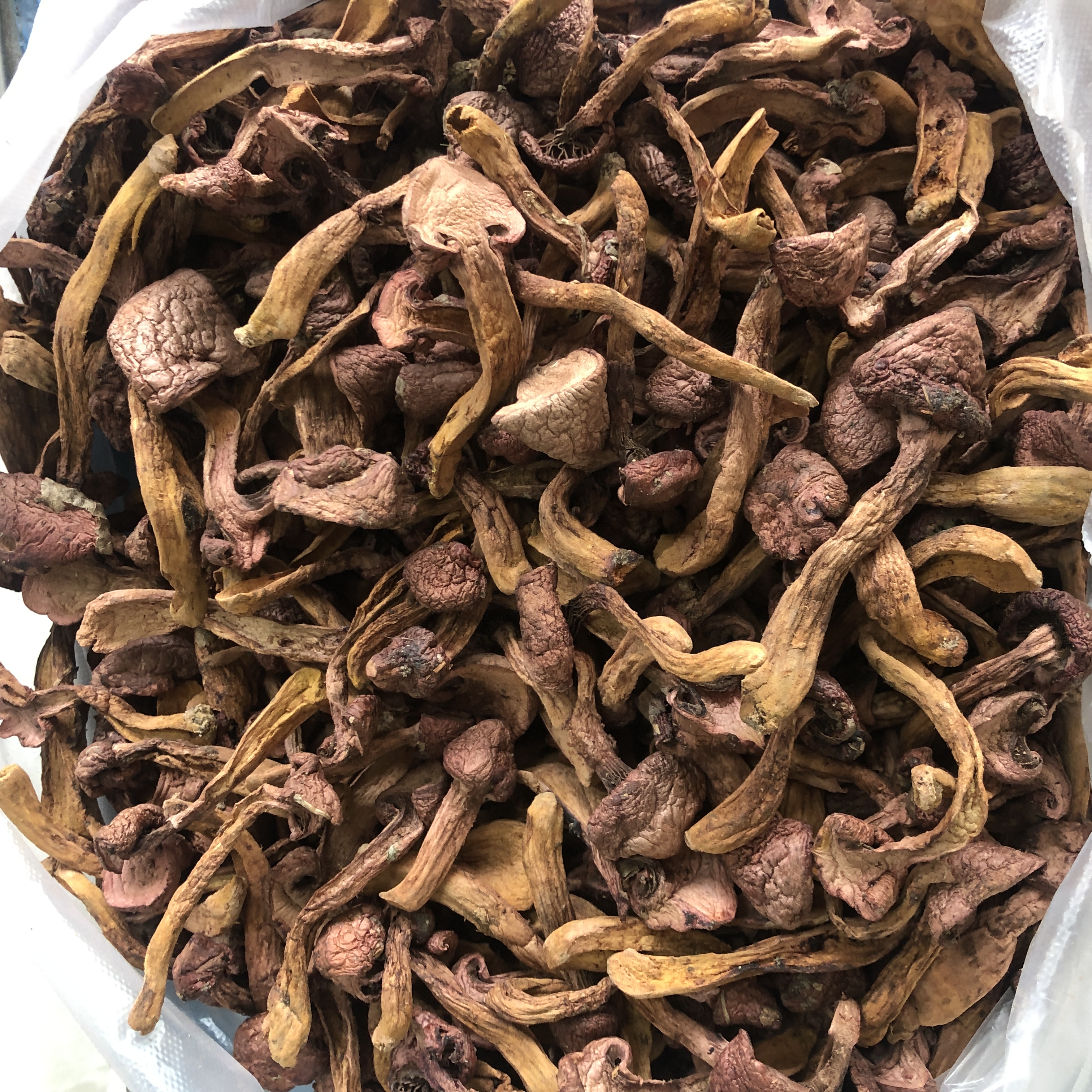 2020东北特产松树伞丁干野生红蘑特级干货菌类自然晾干250g  包邮