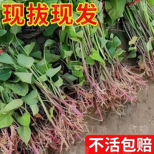 红薯秧苗山东蜜薯苗山东烟薯苗西瓜红苗黄心板栗薯苗紫薯苗地瓜苗