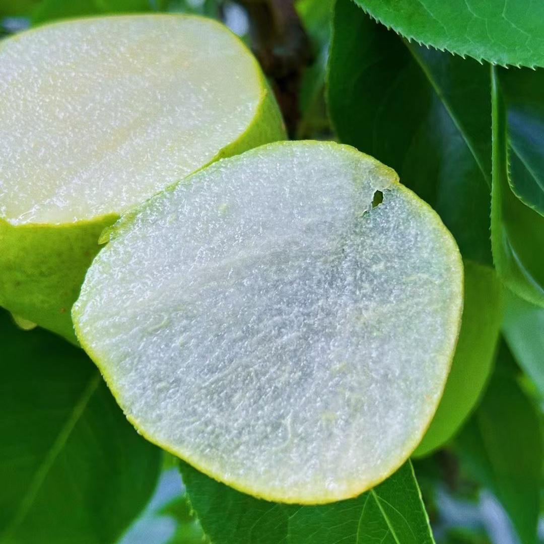 梨云南蜂糖梨大理宾川高山古树峰糖梨蜜梨大嫩水爽蜂蜜梨50年老树