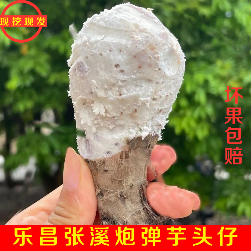韶关乐昌张溪香芋炮弹新鲜小芋头仔毛芋芋艿农家自种广东蔬菜槟榔