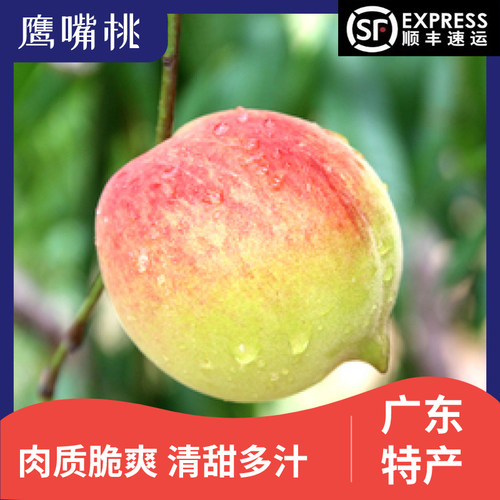 广东韶关乐昌鹰嘴桃农家爽脆新鲜