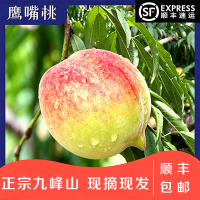 广东乐昌九峰特产鹰嘴桃脆甜水蜜桃大果时令正宗应季毛桃水果