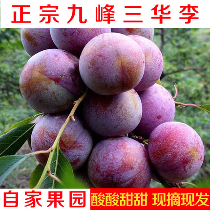 广东乐昌九峰山正宗三华李子现摘现发三华李红心李酸甜脆李