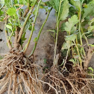 菊花脑种苗菊花脑种子大苗小苗 多年生耐成活四季种植蔬菜菊花叶
