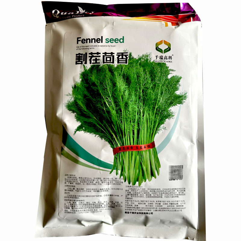 割茬茴香种子四季小茴香割了一茬又一茬美味扁径高产春秋种植
