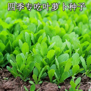 萝卜叶种子芽菜四季叶高产叶菜类30天缨子口感好大全特种蔬菜种籽