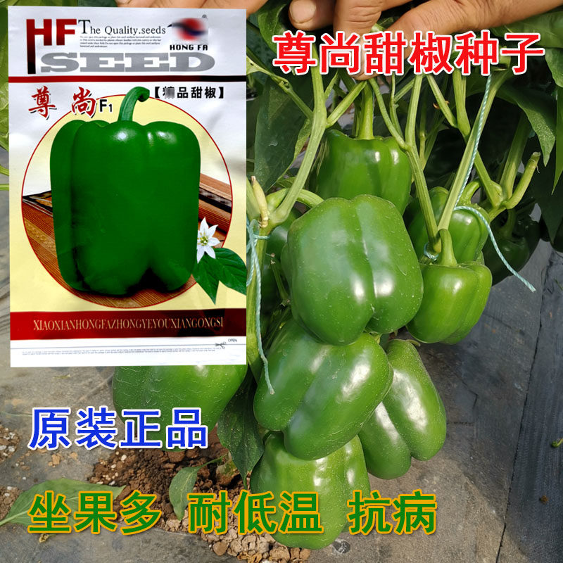尊尚甜椒种子灯笼椒籽高产抗病耐低温坐果多四季种植蔬菜较耐低温