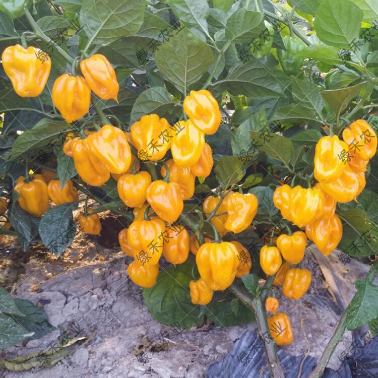 黄魔鬼椒种子红魔鬼椒籽盆栽辣椒籽辣度高蔬菜种子四季阳台种植