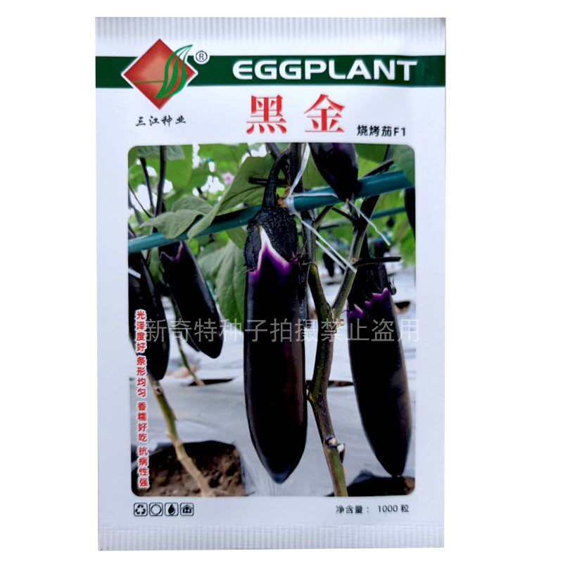 黑金烧烤茄种子1000粒中熟长棒形紫黑色长茄子种果肉细嫩香糯