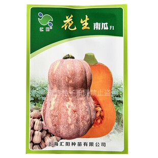 花生南瓜种子奶油小南瓜种籽早中熟味香粉糯香甜蜜本南籽花生春秋
