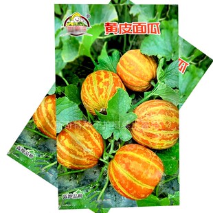 黄皮面瓜种子新籽老品种甜面高糖甜瓜种籽耐热花皮面瓜春夏种植